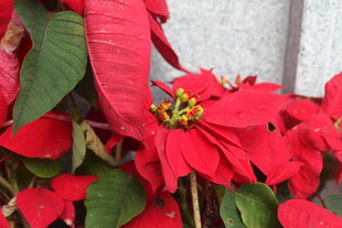 艳丽一品红绽放绿叶间