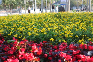多彩花卉装点城市景观