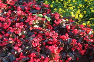 艳丽多彩花卉景观