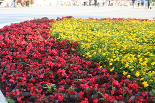 多彩花卉装点美丽景观