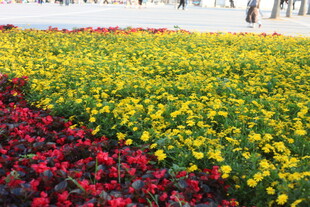 多彩花卉装点美丽景观