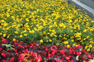 多彩花卉装点美丽景致