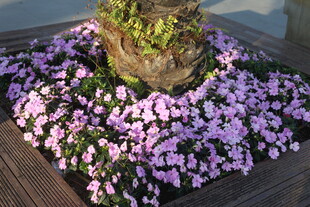 花坛中簇拥的粉色美丽花卉