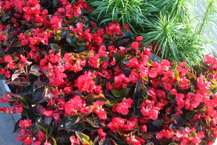 鲜艳红海棠绽放美景