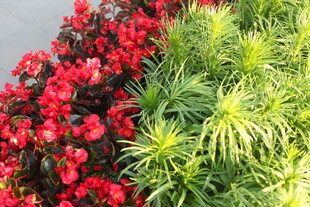 红绿植花卉搭配景观