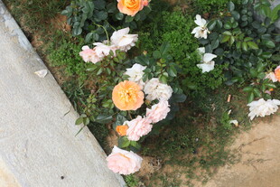 多彩花卉装点路边角落