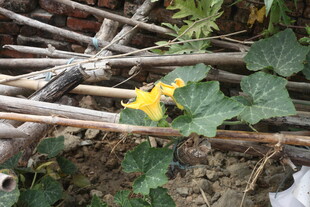 枯枝间绽放的黄色小花