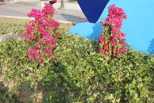 艳丽三角梅绽放于绿植间