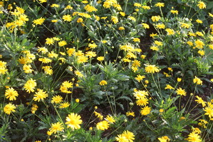 金黄灿烂的菊花花海