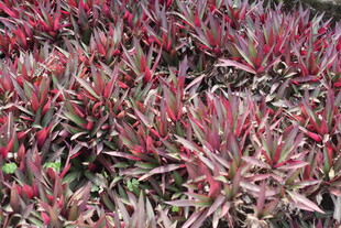 红叶植物景观特写