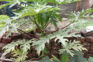 墙边生长的翠绿植物