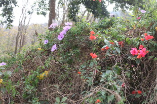 野外多彩花卉绽放