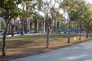 城市林荫道景观