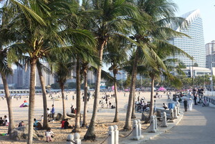 海滨椰林漫步休闲场景