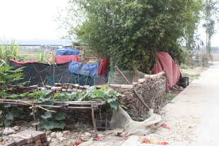 乡村路边的简易蔬菜种植区