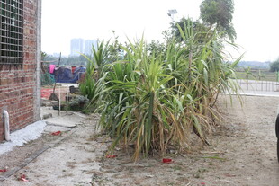 户外生长的绿色高大植物