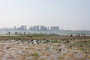 城市边的湿地滩涂景观