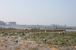 湿地景观 人群与城市远景