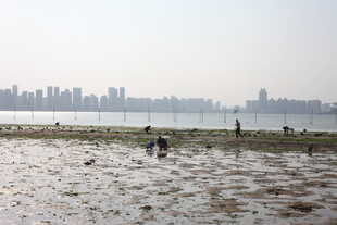 城市边滩涂处的赶海景象