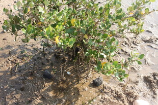 泥地上的绿色小灌木