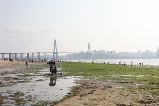 江边湿地与远处桥梁景观