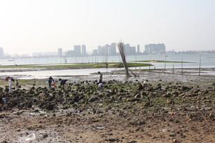 滩涂景象 远处城市隐约可见