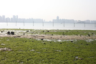 江边草地与远处城市景观