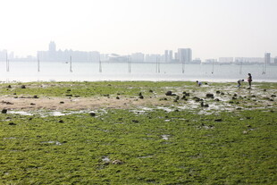 江边草地与远处城市景观