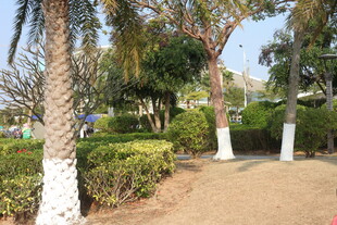 公园内的绿植与小径景观