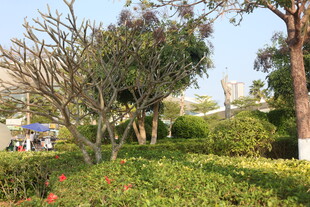 城市中的绿意盎然园林景观