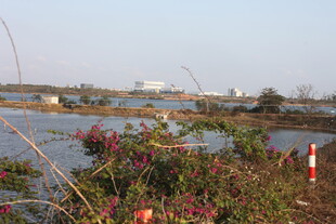 湿地景观 水生植物繁茂