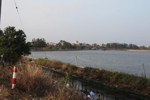 湖畔风光 岸边草木与警示物