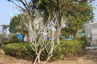 枯树旁的绿植景观