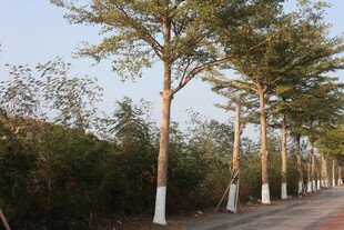 道路旁整齐排列的树木