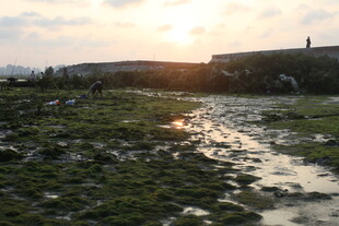 夕阳下的湿地泥泞景象