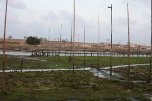 湛江生蚝养殖场