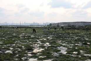 湿地景观中的孤独身影
