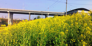 公路旁的灿烂油菜花海