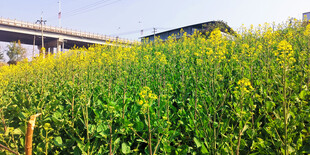 金黄油菜花田与远处建筑
