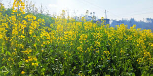 金黄油菜花田美景