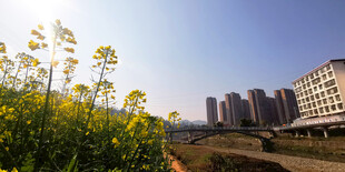 城市边绽放的灿烂油菜花