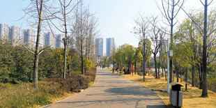 城市公园宁静林荫小道