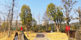 公园内整洁的林荫步道