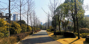 冬日林间小道风景