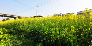 田野中的灿烂黄色花田