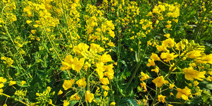 金黄灿烂的油菜花田
