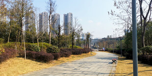 城市林间步道风景
