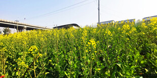 金黄油菜花田美景