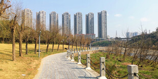 城市河畔林荫小道风景