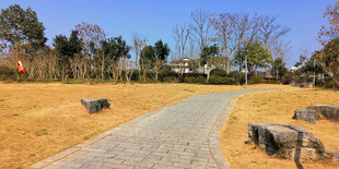 冬日公园小路旁的静态景致